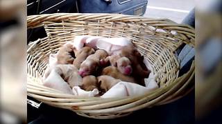 "Twelve Newborn Golden Retrievers in One Basket"