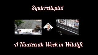 A Nineteenth Week In Wildlife - Squirreltopia !