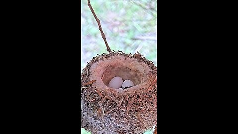 very beautiful baby humming bird coming out from the eggs