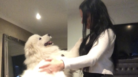 Getting home from work to loving Samoyeds