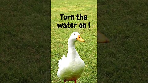 Watch Ducks play in the water from a Garden Hose?