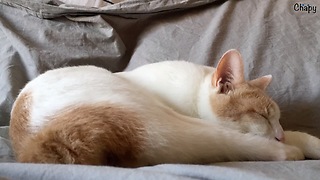 Amazing Timelapse - Cat Sleeping
