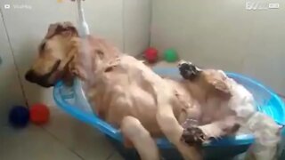 Ce chien fait la sieste pendant son bain