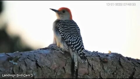 Red-bellied Woodpecker Searches for Breakfast 🌲 10/21/22 07:47