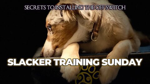 Slacker Training Sunday: Off Switch Training & Primal Games | DiscDog Dojo #133 🐶🥏💤