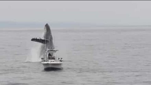 Surpreendente! Salto de baleia quase atinge barco pescador