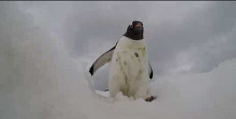 Pinguini incuriositi da una videocamera GoPro