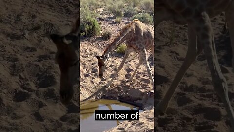 5 Interesting Facts About Giraffes #Shorts