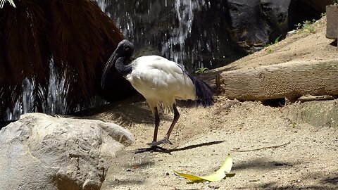 CatTV: Take Your Cat to the LA Zoo: Scared Ibis