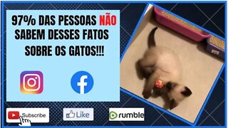 Algumas curiosidades sobre os gatinhos que talvez você não conheça!