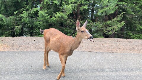 Adorable wild deer licks hand