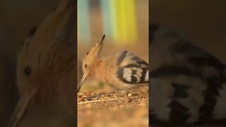 Seen a Hoopoe Bird Feeding In Jerusalem