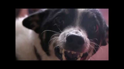 FUNNY ANIMALS DUBBING