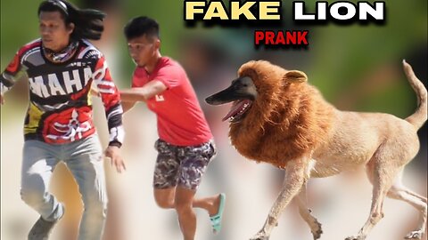 Fake Lion Prank || Fake Tiger Prank || Animal Funny Videos || Troll Dog