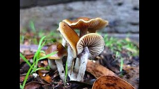 Wild Mushroom Foraging in Oregon!