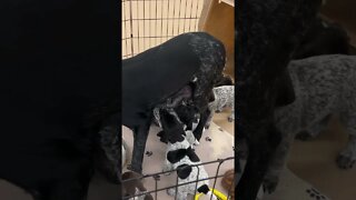 German Shorthaired Pointer Puppies Nursing