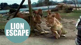 Terrifying moment charging lions damaged woman's car by jumping on roof at safari park