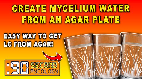 Creating Myceliated Water LC From a Colonized Agar Plate