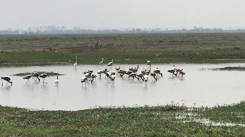 Nature and birds,កុកទុង