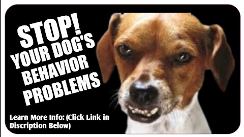 Secrets To Dog Training | Stop Your Dog's Behavior problems Review
