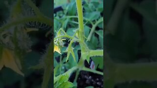 Tomatoes are Coming