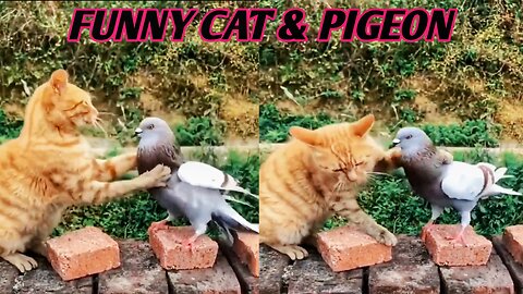 Funny cat & pigeon 😾🕊️ Cats & Kitten 🐱 New Funny Cats videos 2024 🐱 Pets & Animals🐱