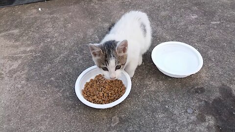 The sound of eating deliciously.(49day old cat (After stopping breastfeeding)-part2)