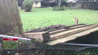 Hurricane damage reported in Hillsborough County