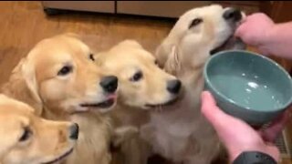 Owner feed dogs invisible treats