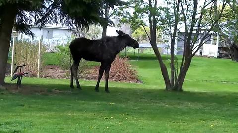 Family Has Dangerously Close Encounter With Wild Bull Moose