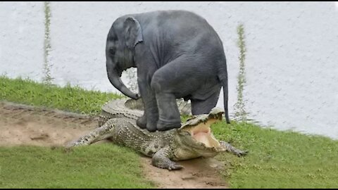 See how mother elephant saved her child from crocodile 🐊🐊?? Animal hunting fails.