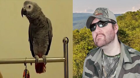 The Ultimate Birds Cursing Compilation, Only Best Clips, Funny Birds 2018 (TEC) - Reaction! (BBT)