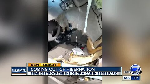 Bear breaks into car in Estes Park