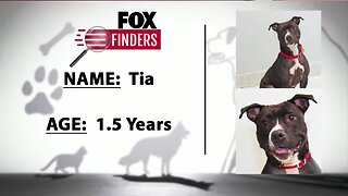 FOX Finders Pet Finder - Tia