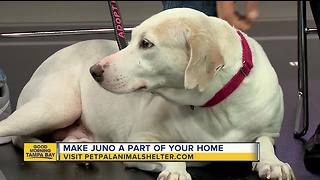 Pet of the week: Juno is a sweet mother now up for adoption after all her puppies found loving homes