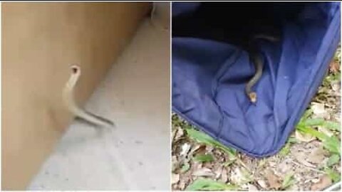 Man finds snake in his house in Australia