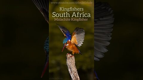 Kingfishers of South Africa #short #shorts #kingfishers