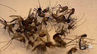 St. Lucie County using technology to fight mosquitoes