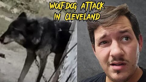 Wolf Dog Hybrid attacks woman in Cleveland