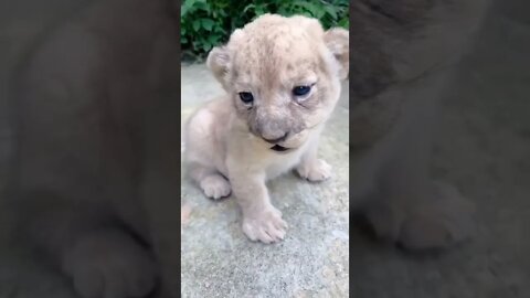 bacha hua jawan, cubs🐯 cubs before and after, cubs growing 🦁, animal cubs 🐯🦁, cute cubs