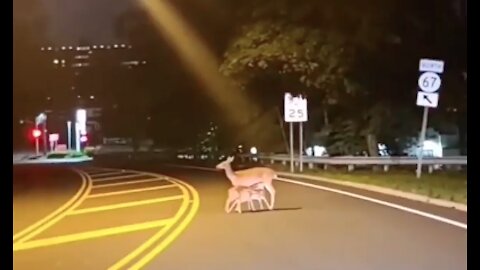 Little deers enjoyed dinner on the highway