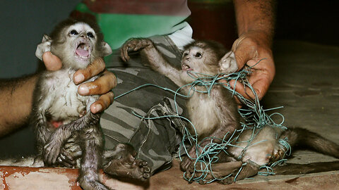 Baby monkey tangled in net,rescued but died