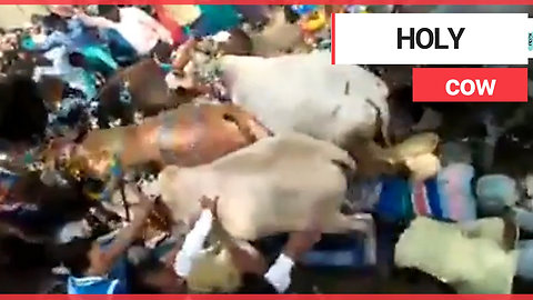 Villagers trampled on by hundreds of cows to bring them 'good luck'