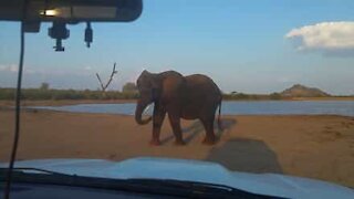 L'ira dell'elefante fotografato senza permesso