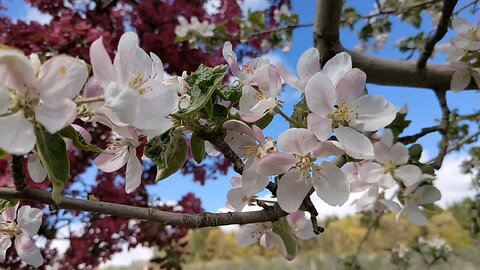 Apple Blossom Season! Londonderry NH