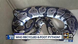6-foot python found at recycling plant