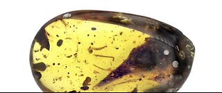 Tiny dinosaur preserved for 99 million years