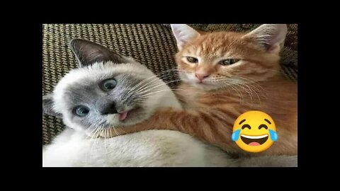 Funny cat videos try not to laugh 😂 | funny cat videos 2022 Unlimited Fun 🤣😂