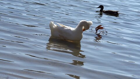CatTV: White Swan in duck pond