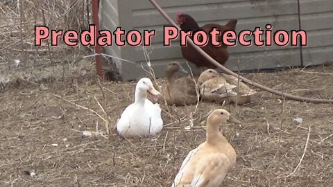 Fence Work to Reduce Predator Pressure